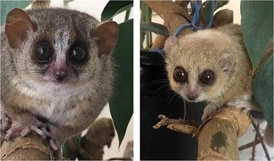 The Biological Clock in Gray Mouse Lemur: Adaptive, Evolutionary and Aging Considerations in an Emerging Non-human Primate Model